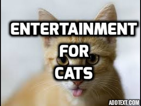 Art,Automotive,Business,Community,Education,Entertainment,Fashion,Food,Galleries,Games & Sports,Health & Beauty,Home,Industrial,Insurance,Jobs & Employment,Legal,Lifestyle,Love & Relationship,Parenting,Technology,Start Up,Travel Option and Guide,SEO website design,Rental bike, car, motorcycle